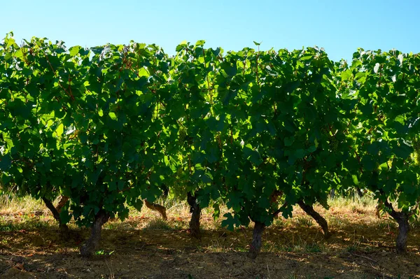 Vigneti Verdi Situati Sulle Colline Del Giura Regione Francese Pronto — Foto Stock