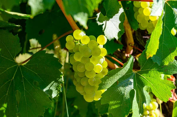 Gröna Vingårdar Ligger Kullar Jura Franska Regionen Vita Savagnin Druvor — Stockfoto