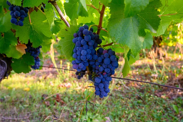 Groene Wijngaarden Gelegen Heuvels Van Franse Regio Jura Rode Pinot — Stockfoto