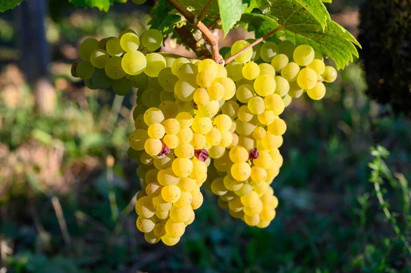 Zöld Szőlőültetvények Található Dombok Jura Francia Régió Fehér Vadon Termő — Stock Fotó