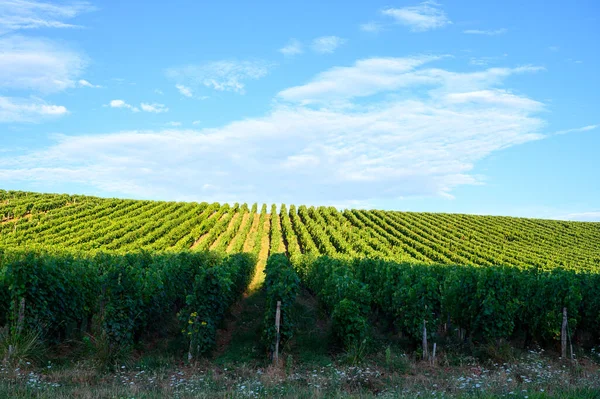 Viñedos Verdes Ubicados Colinas Región Francesa Del Jura Listos Para —  Fotos de Stock