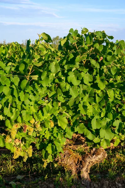 Green Vineyards Located Hills Jura French Region White Savagnin Grapes — Stock Photo, Image