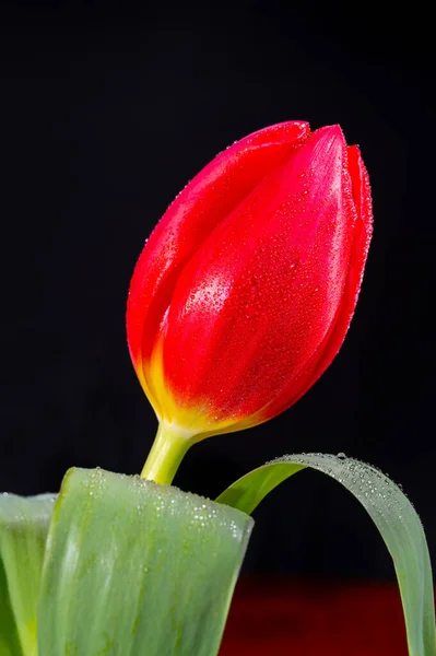 Velký Červený Holandský Uniknout Tulipán Květ Zblízka Černém Pozadí — Stock fotografie
