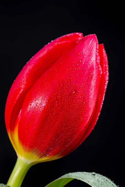 Большой Красный Голландский Побег Тюльпан Цветок Близко Черном Фоне — стоковое фото