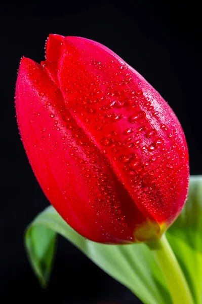 Grande Rosso Olandese Fuga Tulipano Fiore Vicino Sfondo Nero — Foto Stock