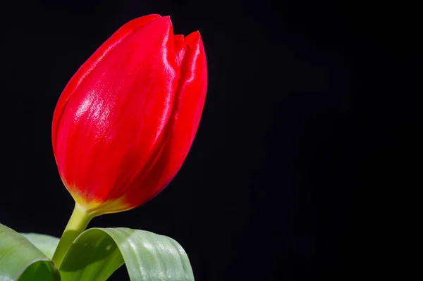 Grande Vermelho Holandês Escape Tulipa Flor Close Fundo Preto — Fotografia de Stock