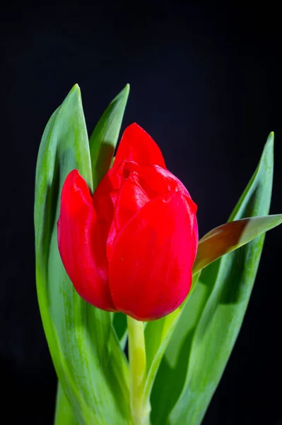 Grande Rosso Olandese Fuga Tulipano Fiore Vicino Sfondo Nero — Foto Stock