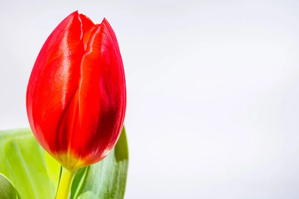 Velký Červený Holandský Uniknout Tulipán Květina Zavřít Bílém Pozadí — Stock fotografie