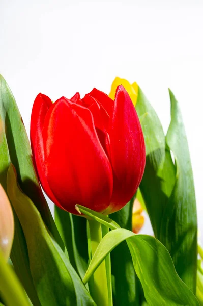 Grande Rosso Olandese Fuga Tulipano Fiore Vicino Sfondo Bianco — Foto Stock