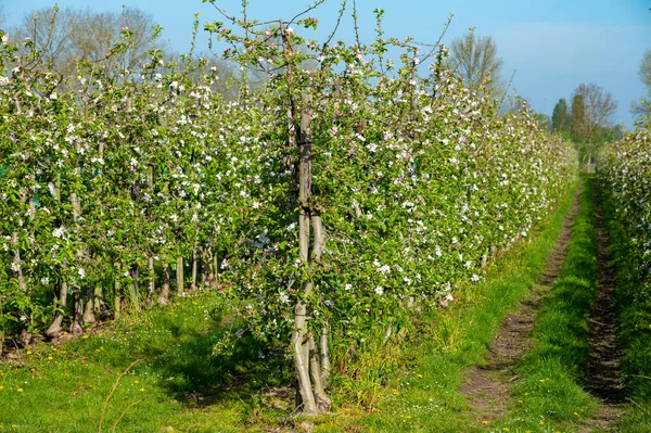 Filas Con Manzanos Florecientes Primavera Huertos Agrícolas Día Soleado Betuwe — Foto de Stock