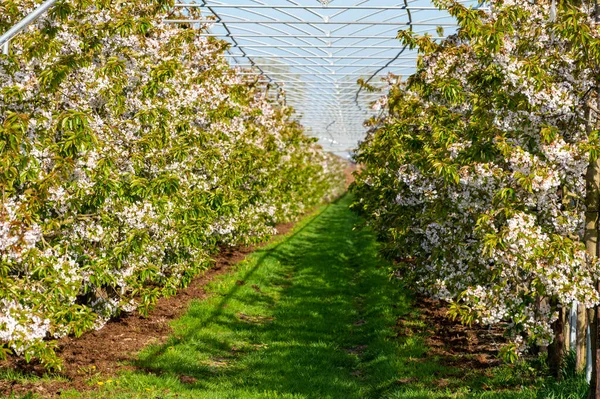 荷兰贝都韦 一排排白花樱桃树开在阳光明媚的春日 有鸟类保护系统的果园里 — 图库照片