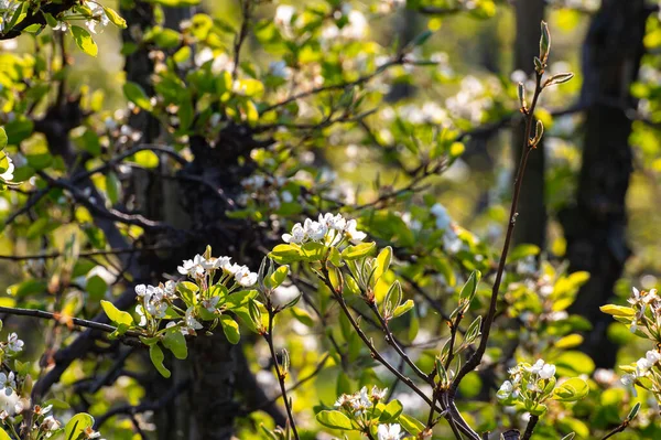 Frühling Weiße Blüte Von Pflaumen Oder Birnbäumen Obstgarten Nahaufnahme — Stockfoto