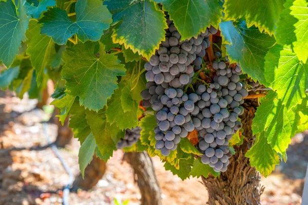 Vignobles Des Monts Aoc Luberon Près Apt Avec Vieux Troncs — Photo