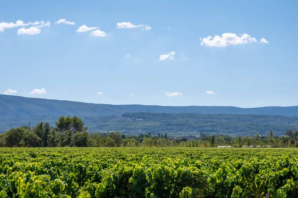 Vineyards Aoc Luberon Mountains Apt Old Grapes Trunks Growing Red — Stock Photo, Image