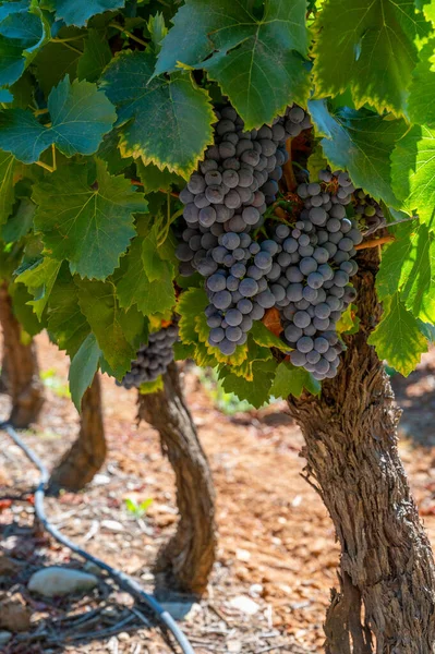 Vignobles Des Monts Aoc Luberon Près Apt Avec Vieux Troncs — Photo