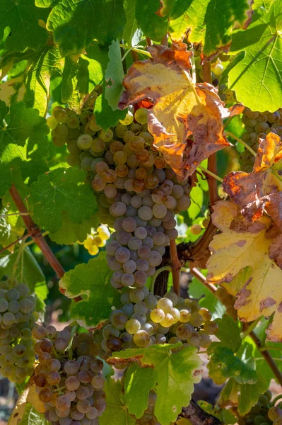 Viñedos Las Montañas Aoc Luberon Cerca Apt Con Troncos Uvas — Foto de Stock