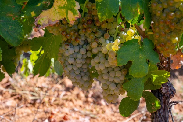 Vigneti Aoc Luberon Montagne Vicino Apt Con Vecchi Tronchi Uva — Foto Stock