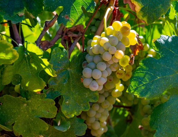 Vinhedos Montanhas Aoc Luberon Perto Apt Com Troncos Uvas Velhas — Fotografia de Stock