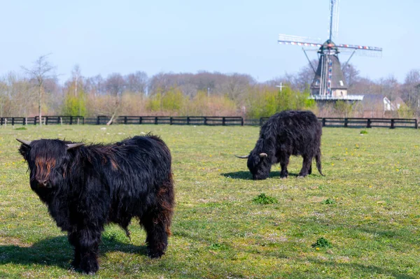 Young Black Highland Cattle Cow Green Meadow Old Dutch Wind — Stock Photo, Image