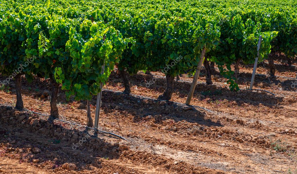 Vineyards Of Aoc Luberon Mountains Near Apt With Old Grapes Trunks Growing On Red Clay Soil Vaucluse Provence France Red Or Rose Wine Grape Ready To Harvest 442057828 Larastock