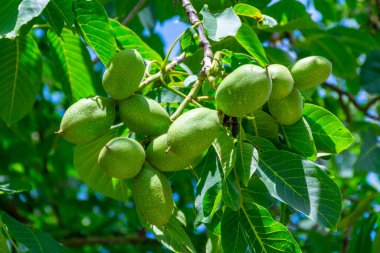 Yeşil kabuklu büyük olgunlaşmamış fındıklı ceviz ağacı.