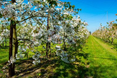 Baharda çiçek açan ekşi kiraz ağaçlarıyla tarlalar, Hollanda, Betuwe, tarım bahçelerinde