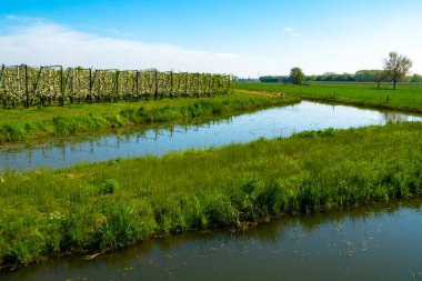 Bahar mevsiminde çiçek açan elma ağaçları güneşli bir günde tarım bahçelerinde sıralanır, Betuwe, Hollanda