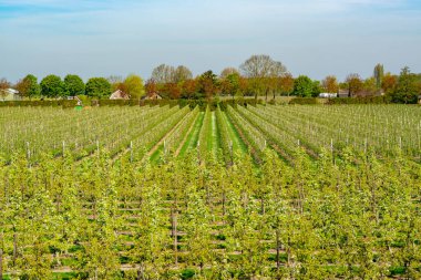 Çiçek açan erik, elma, kiraz, armut ağaçları, baharda tarım bahçelerinde, Varik, Betuwe, Hollanda