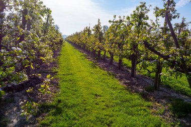 Eski erik veya armut ağaçlarıyla sıralanmış, baharda beyaz çiçek açan tarla bahçelerinde, Betuwe, Hollanda