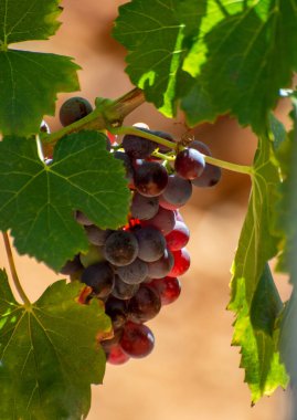 AOC Luberon dağlarının üzüm bağları Apt yakınlarında kırmızı kil toprak, Vaucluse, Provence, Fransa 'da yetişen eski üzüm gövdeleri