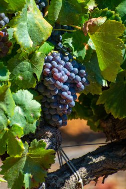 AOC Luberon dağlarının üzüm bağları Apt yakınlarında kırmızı kil toprak, Vaucluse, Provence, Fransa 'da yetişen eski üzüm gövdeleri
