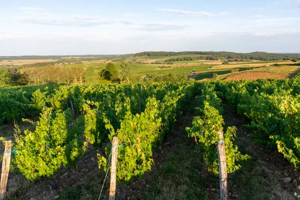 Vigneti Verdi Situati Sulle Colline Del Giura Regione Francese Pronto — Foto Stock