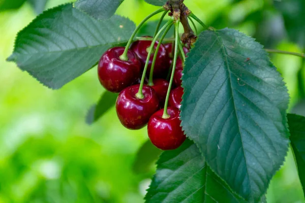 New Harvest Big Dark Ripe Sweet Cherries Cherry Trees Plantation — стоковое фото