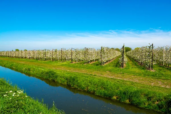 stock image Rows with blossoming apple fruit trees in springtime in farm orchards in sunny day, Betuwe, Netherlands