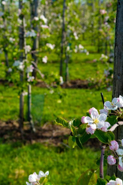 Pink Blossom Apple Fruit Tree Spring Time Farm Orgardens Betuwe — стоковое фото