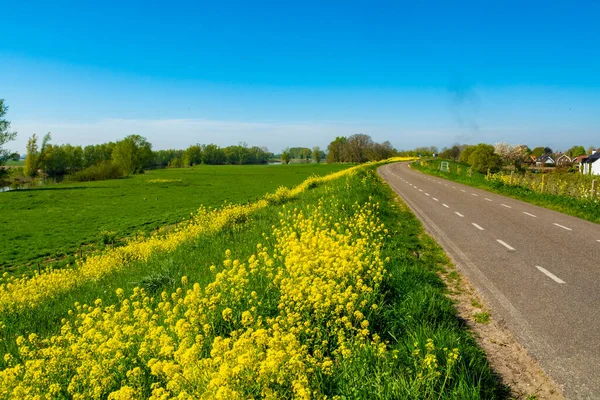 荷兰Gelderland的Betuwe 春天的自然景观 阳光普照 油菜花盛开 — 图库照片