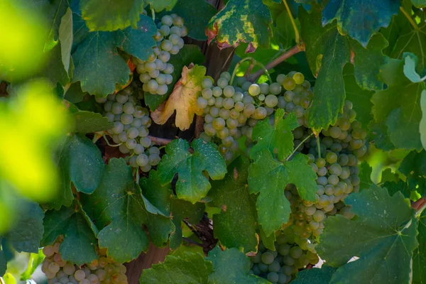 Vinhedos Montanhas Aoc Luberon Perto Apt Com Troncos Uvas Velhas — Fotografia de Stock