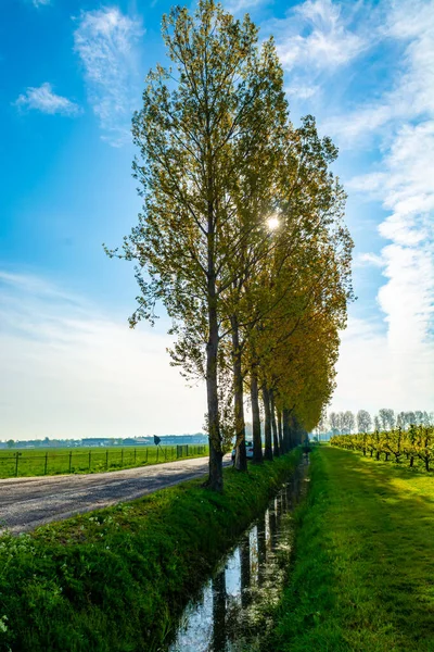 荷兰吉尔德兰Betuwe阳光明媚的春天自然景观 — 图库照片
