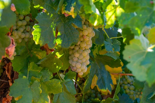 Vinodlingar Aoc Luberon Bergen Nära Apt Med Gamla Vinstockar Som — Stockfoto