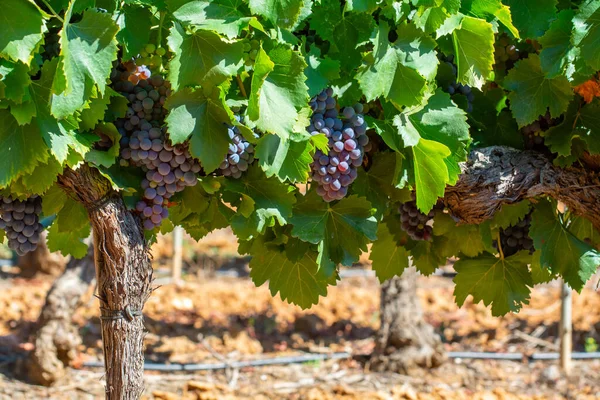 Vineyards Aoc Luberon Mountains Apt Old Grapes Trunks Growing Red — Stock Photo, Image