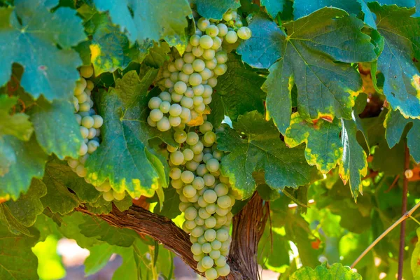 近くのAocルブロン山のブドウ畑赤い粘土質土壌 白ワインブドウ ヴォークルス プロヴァンス フランスで栽培されている古いブドウの幹とアプトの近く — ストック写真