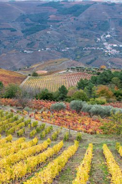 Portekiz 'deki Douro Vadisi' nde dünyanın en eski şarap bölgesinin renkli sonbahar manzarası, teraslı üzüm bağlarında yetişen farklı üzüm bağları, kırmızı, beyaz, yakut ve tawny porto şarabı üretimi.
