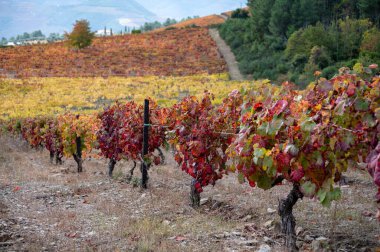 Portekiz 'deki Douro Vadisi' nin en eski şarap bölgesi, sonbaharda teraslı üzüm bağlarında yetişen çok eski üzüm bağları, kırmızı, beyaz ve porto şarabı üretimi.