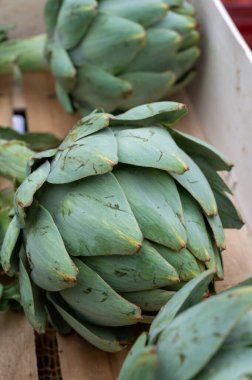 Fransa 'da pazarda Brittany' den taze olgun yeşil enginarlar.