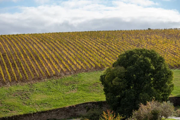 Colorido Paisaje Otoñal Región Vinícola Más Antigua Del Mundo Valle — Foto de Stock