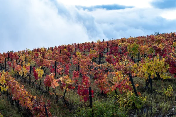 Världens Äldsta Vinregion Dourodalen Portugal Färgglada Mycket Gamla Vinstockar Som — Stockfoto