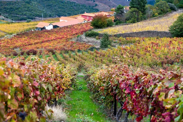 Colorido Paisaje Otoñal Región Vinícola Más Antigua Del Mundo Valle — Foto de Stock