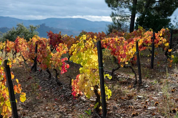 Oldest wine region in world Douro valley in Portugal, colorful very old grape vines growing on terraced vineyards in autumn, production of red, white and port wine.