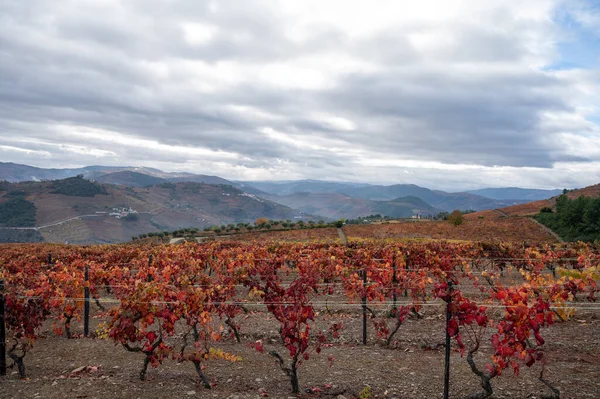 Oldest wine region in world Douro valley in Portugal, colorful very old grape vines growing on terraced vineyards in autumn, production of red, white and port wine.