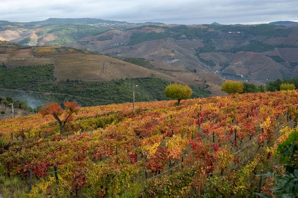 Paisagem Outono Colorida Região Vinícola Mais Antiga Mundo Vale Douro — Fotografia de Stock